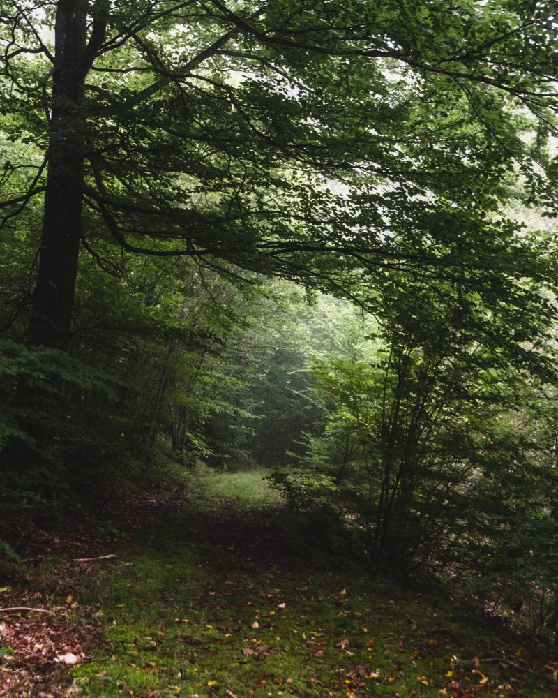 en stig som leder in en grön bokskog.
